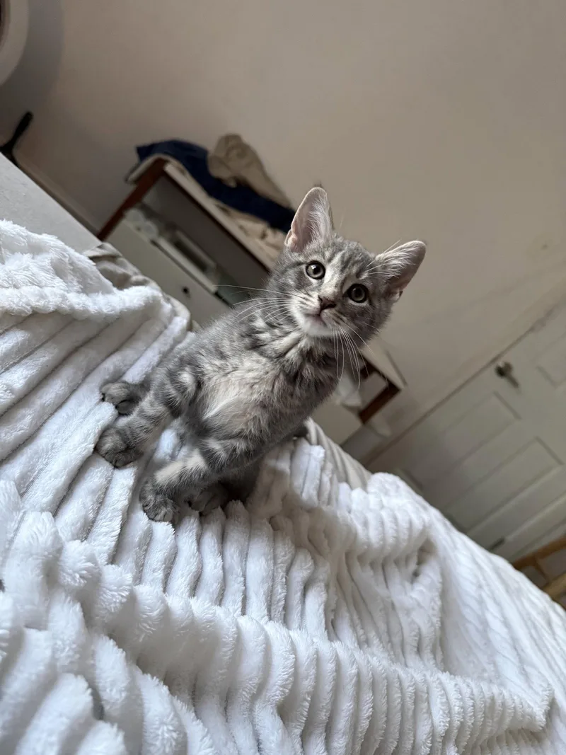 A baby small-sized female Domestic Short Hair cat named Reishi for adoption in Philadelphia, PA