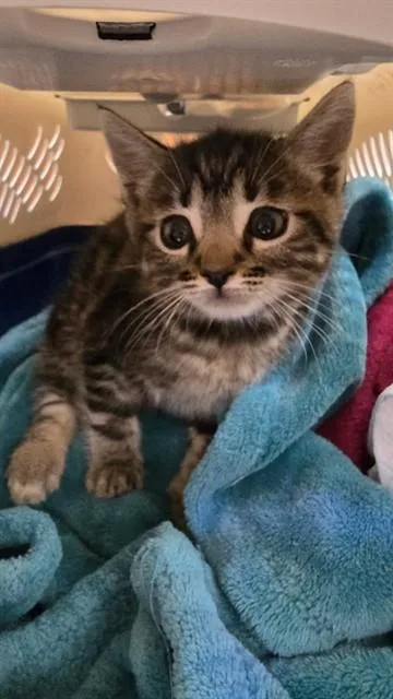A baby small-sized male Domestic Short Hair cat named Jerry for adoption in Rancho Cucamonga, CA