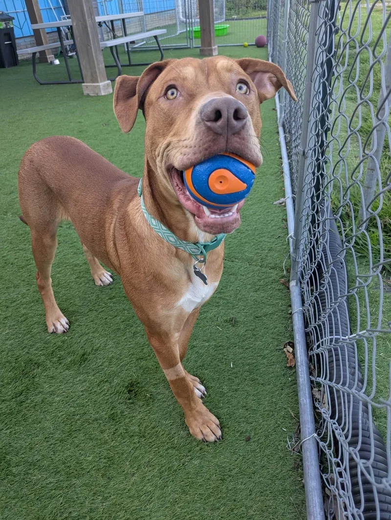 A baby large-sized male Brown / Chocolate Mixed Breed dog named Lucky for adoption in Cedar Rapids, IA