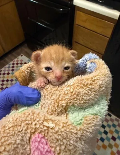 A baby small-sized male Domestic Short Hair cat named Percy for adoption in Sevierville, TN