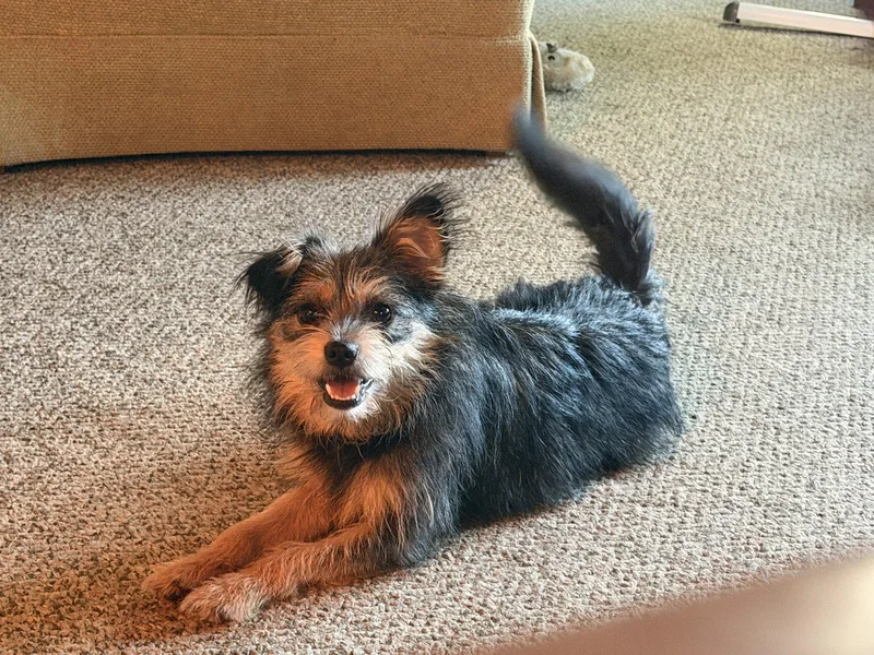 Norma