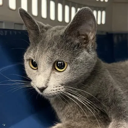 A young small-sized female Domestic Short Hair cat named Lint for adoption in Cincinnati, OH