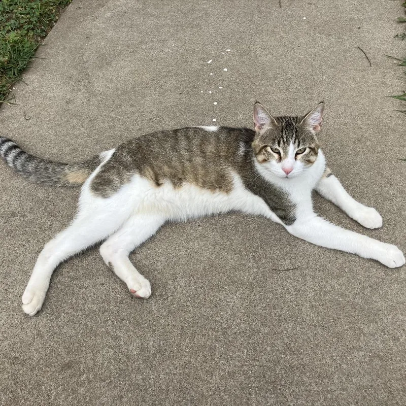A young small-sized male Brown / Chocolate Domestic Short Hair cat named Found Coulee Way Wabasha for adoption in Rochester, MN