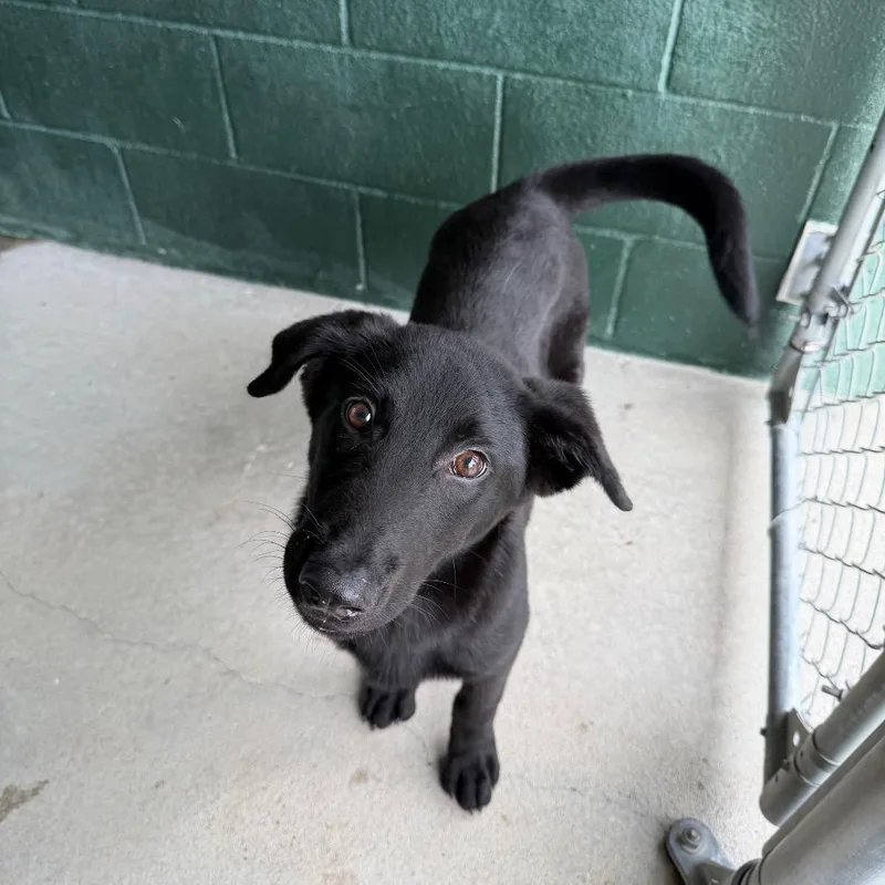 A baby medium-sized male Black Labrador Retriever dog named Derpy for adoption in Carencro, LA