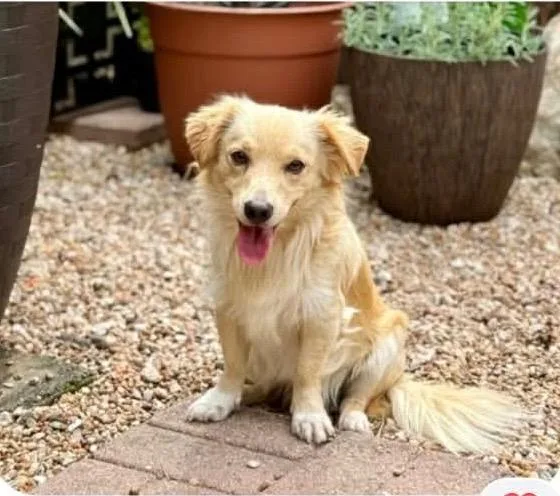 A young small-sized male Corgi dog named Donato for adoption in Bristol, WI
