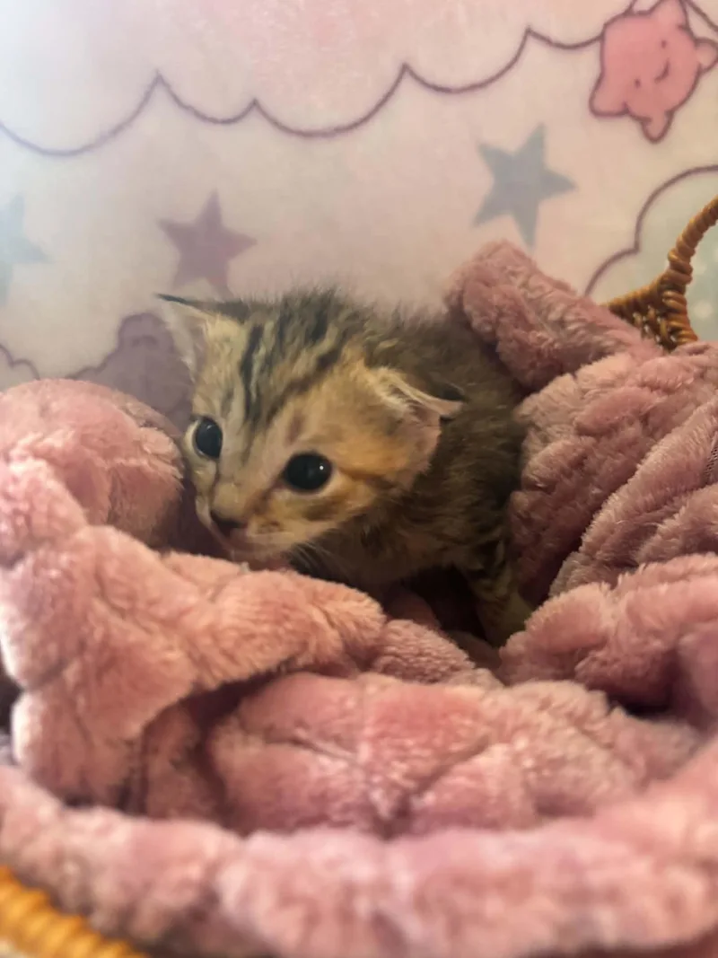 A baby small-sized female Domestic Short Hair cat named Waddles for adoption in Randolph, AL