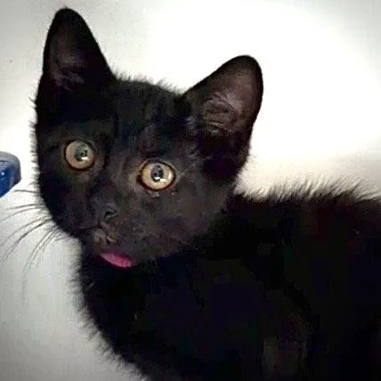 A baby small-sized female Black Domestic Short Hair cat named Aviva for adoption in Oakland, CA
