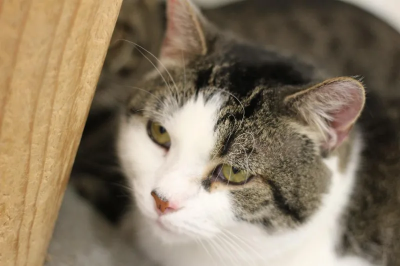 An adult medium-sized male Domestic Short Hair cat named Sam for adoption in Rockford, IL