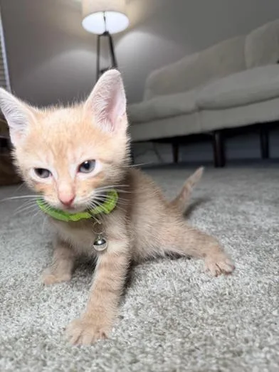 A baby small-sized male Tabby (Buff / Tan / Fawn) Domestic Short Hair cat named Crouton for adoption in Liverpool, TX
