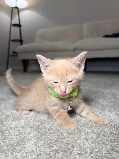 Crouton thumbnail 2