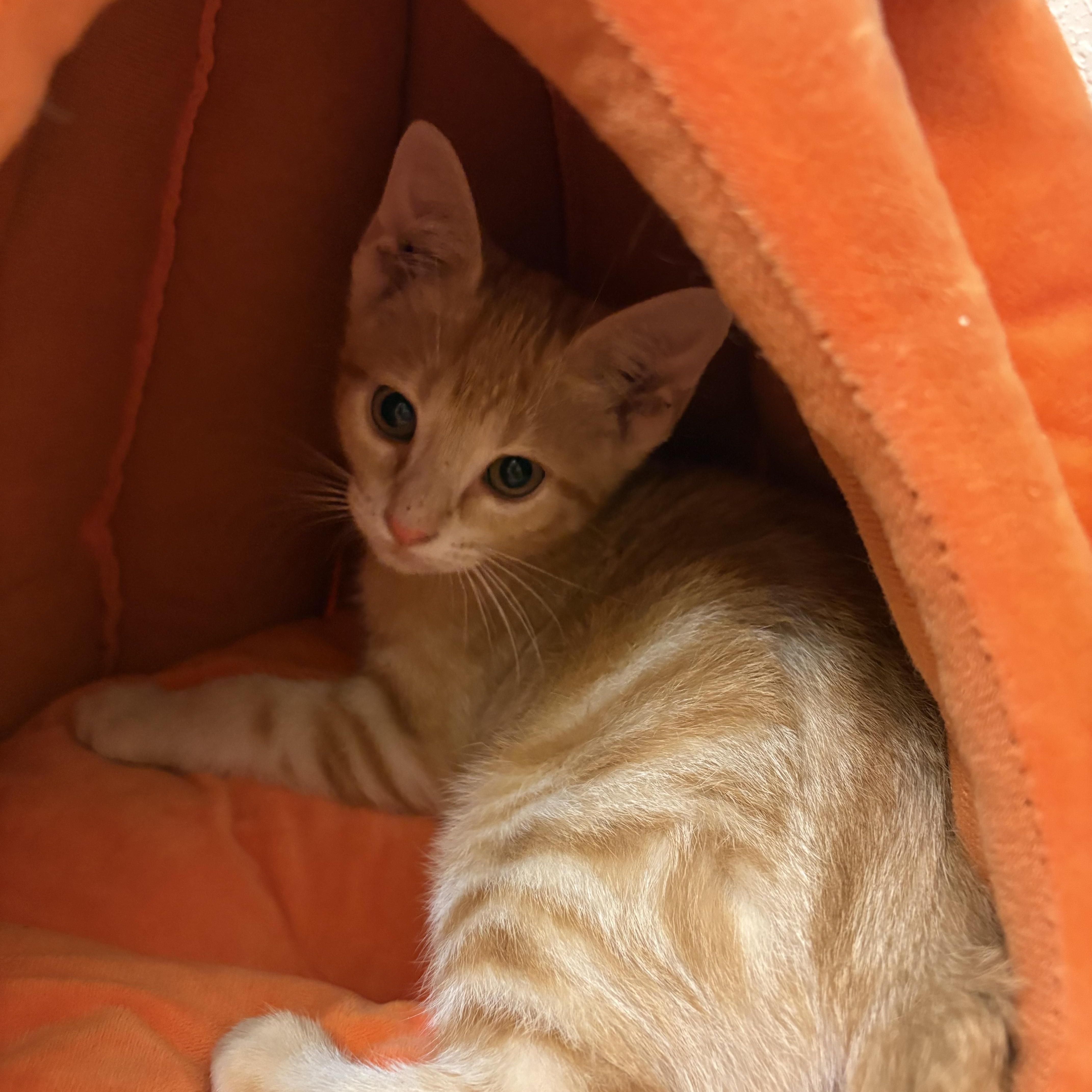 A baby medium-sized male Tabby (Orange / Red) Domestic Short Hair cat named Rhysand for adoption in Fort Worth, TX
