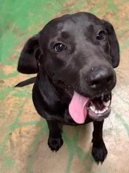 A young large-sized female Labrador Retriever dog named Star for adoption in Brookhaven, MS