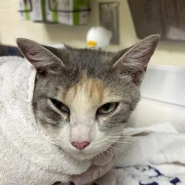 An adult medium-sized female Tortoiseshell Domestic Short Hair cat named Mama Maid for adoption in Asheville, NC