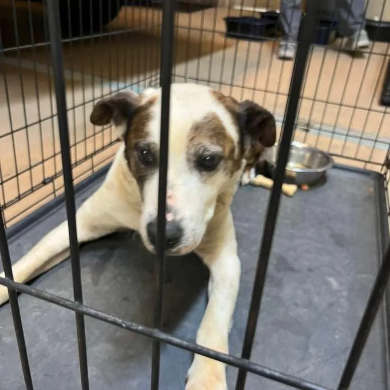 An adult medium-sized female White / Cream Mixed Breed dog named Holly Pond for adoption in Gadsden, AL