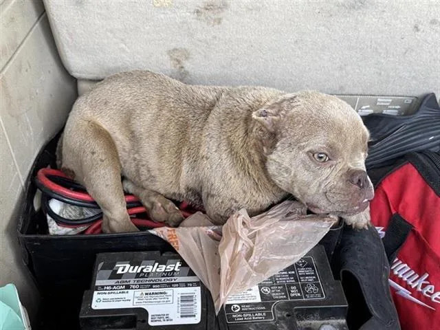 A young small-sized female American Bulldog dog named A for adoption in San Antonio, TX