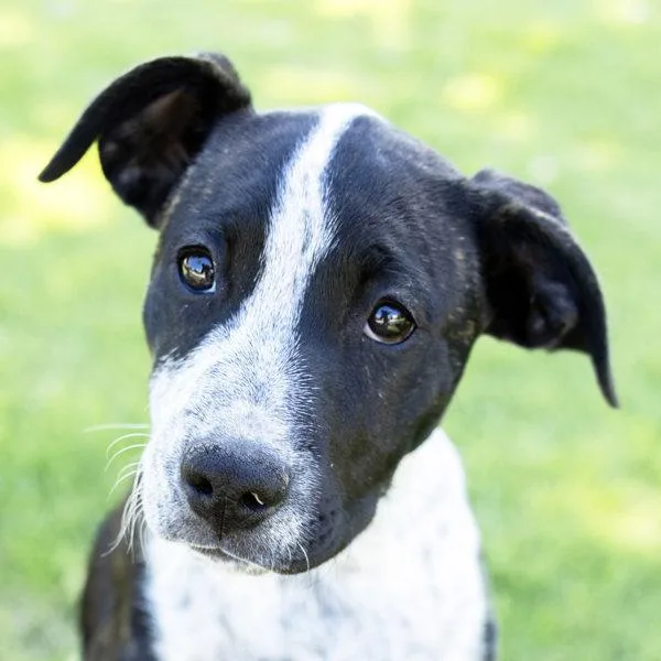 A baby medium-sized male Australian Cattle Dog / Blue Heeler dog named Finnley for adoption in Dublin, CA