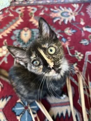 A young small-sized female Domestic Short Hair cat named A St. Lucia for adoption in North Charleston, SC