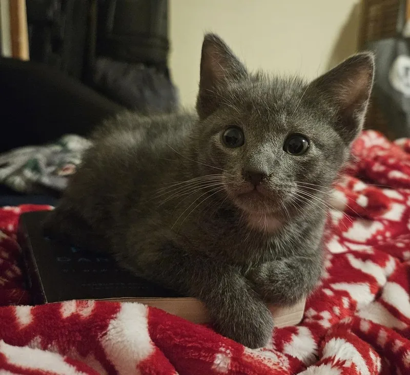A baby small-sized male Gray & White Domestic Short Hair cat named Ruhroh! for adoption in WARNER ROBINS, GA