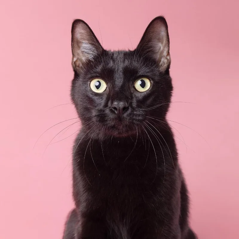 Oliver
