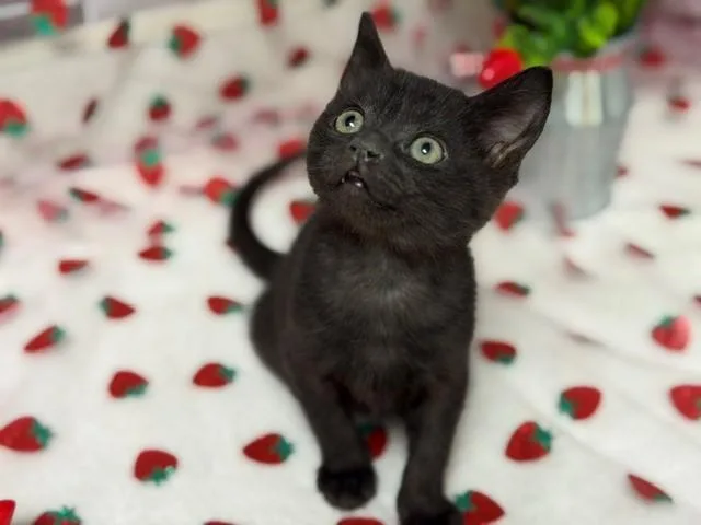 A baby small-sized male Domestic Short Hair cat named Dip for adoption in Fairfield, CA