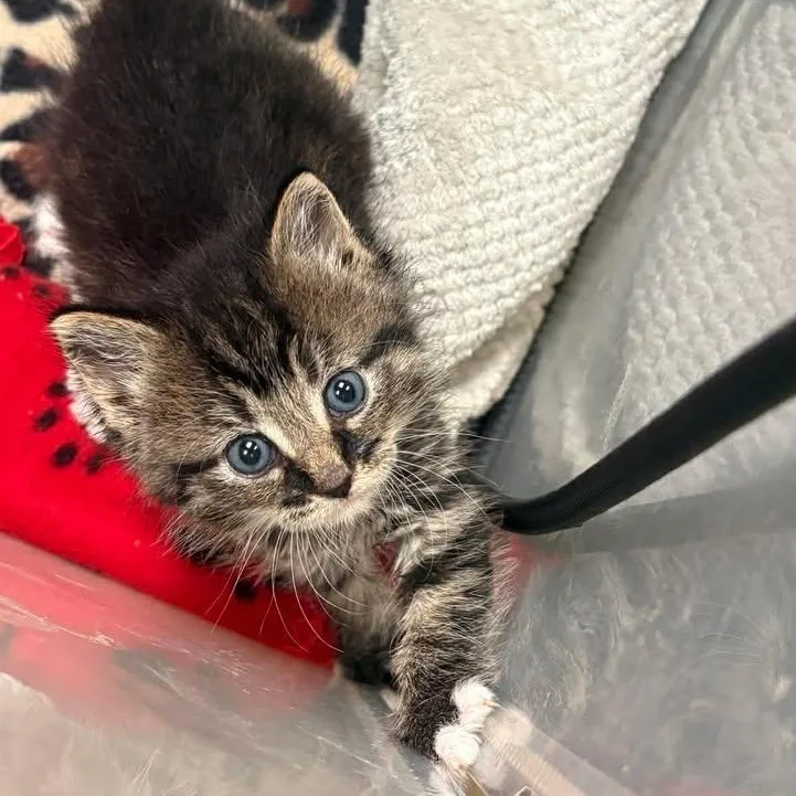 A baby medium-sized female Tabby (Brown / Chocolate) Tabby cat named Elle for adoption in Trophy Club, TX