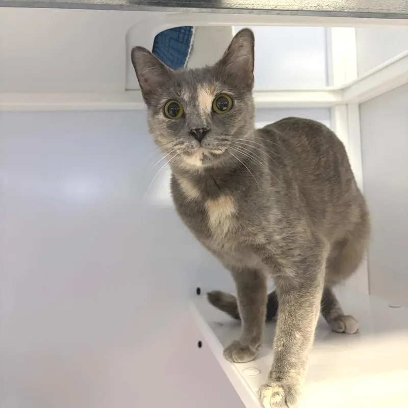 An adult medium-sized female Tortoiseshell Domestic Short Hair cat named Misty for adoption in Sarasota, FL