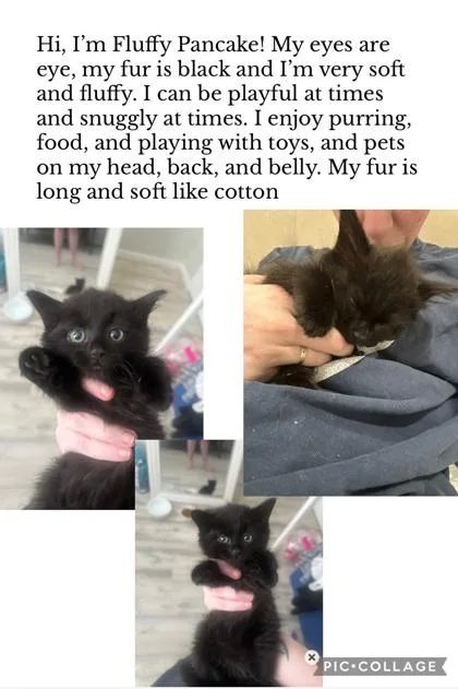 A baby small-sized female Domestic Long Hair cat named Fluffy Pancake for adoption in Port Republic, MD