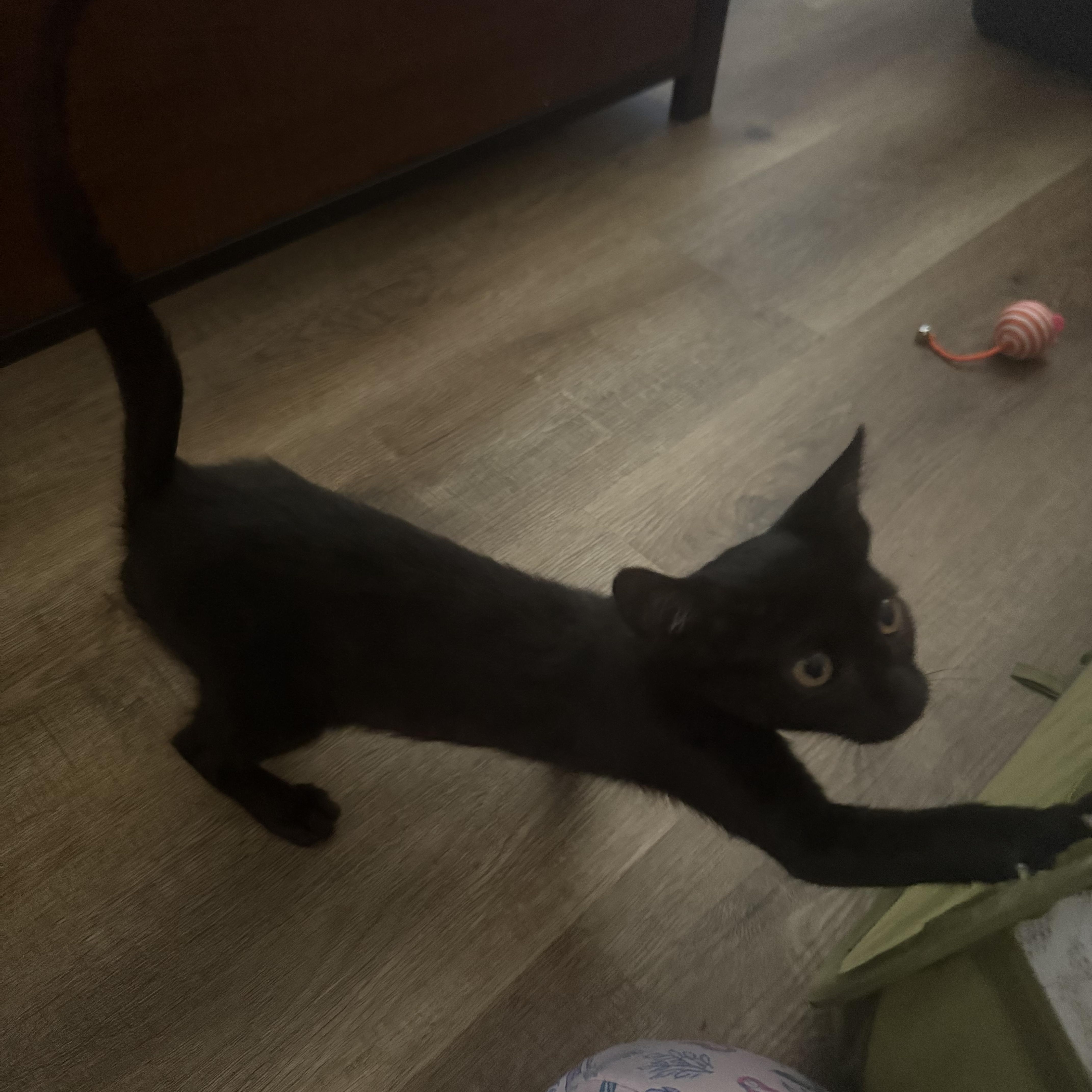 A baby small-sized female Black Domestic Short Hair cat named Biscuits & Coco BONDED for adoption in Boca Raton, FL