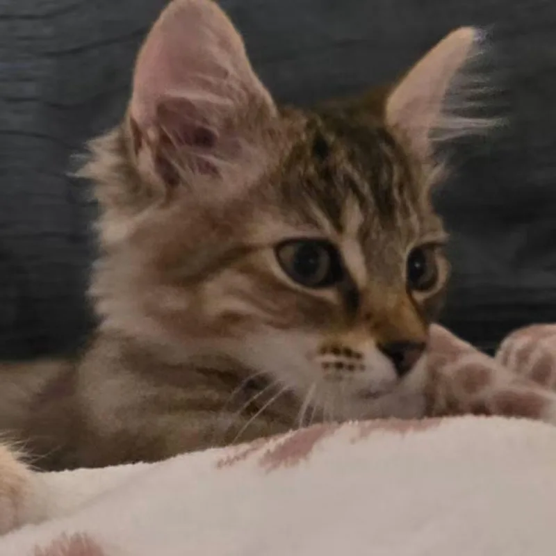 A baby small-sized female Tabby (Brown / Chocolate) Domestic Long Hair cat named Etch for adoption in Indianapolis, IN