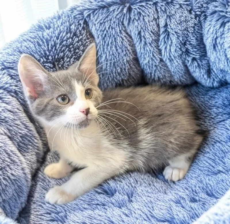 A baby small-sized male Domestic Short Hair cat named Pascal for adoption in Fort Myers, FL