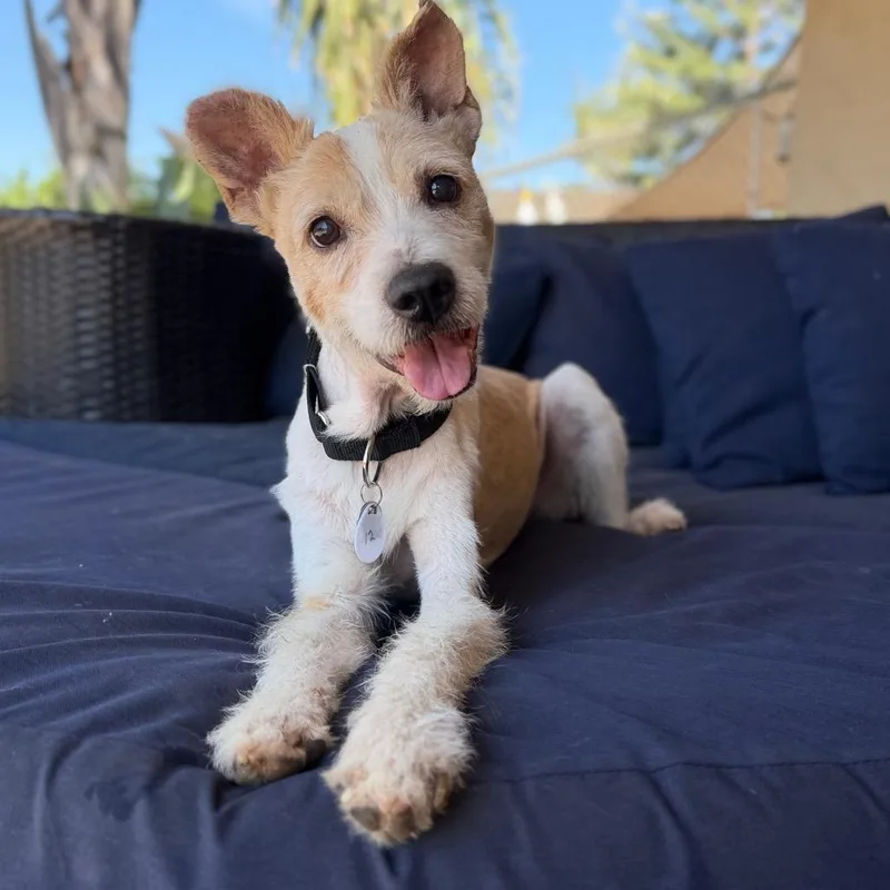 A senior medium-sized male Yellow / Tan / Blond / Fawn Terrier dog named Solito for adoption in Ramona, CA