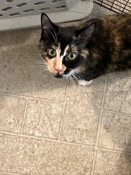 A young small-sized female Calico cat named Idgie Burk for adoption in Somerset, KY