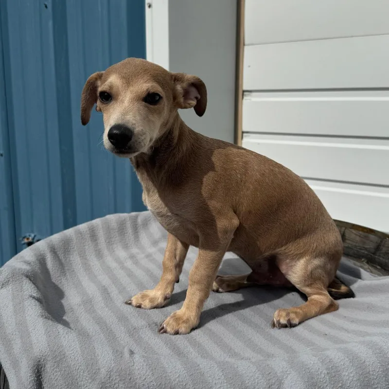 A baby small-sized male Chihuahua dog named Biscuit for adoption in Newberg, OR