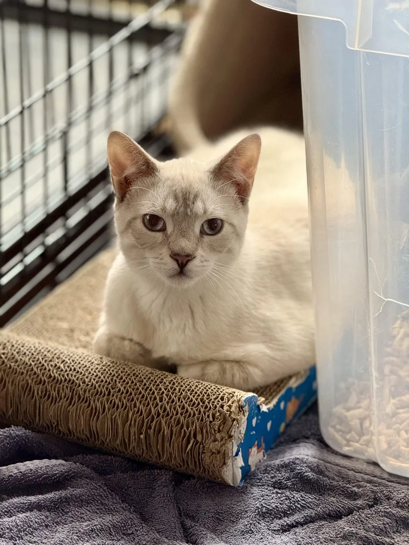 A baby small-sized male Domestic Short Hair cat named Ziggy for adoption in Georgetown, KY