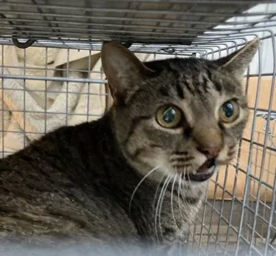 An adult large-sized female Domestic Short Hair cat named Mama for adoption in Louisville, KY