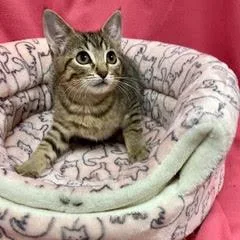 A baby medium-sized male Tabby (Brown / Chocolate) Domestic Short Hair cat named Mako for adoption in Green Valley, AZ