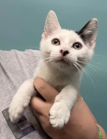 A baby small-sized male Domestic Short Hair cat named Ken for adoption in New Orleans, LA