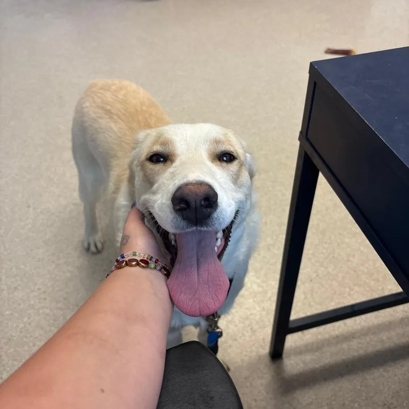 A young large-sized female Yellow / Tan / Blond / Fawn Labrador Retriever dog named Petunia for adoption in Murray, UT