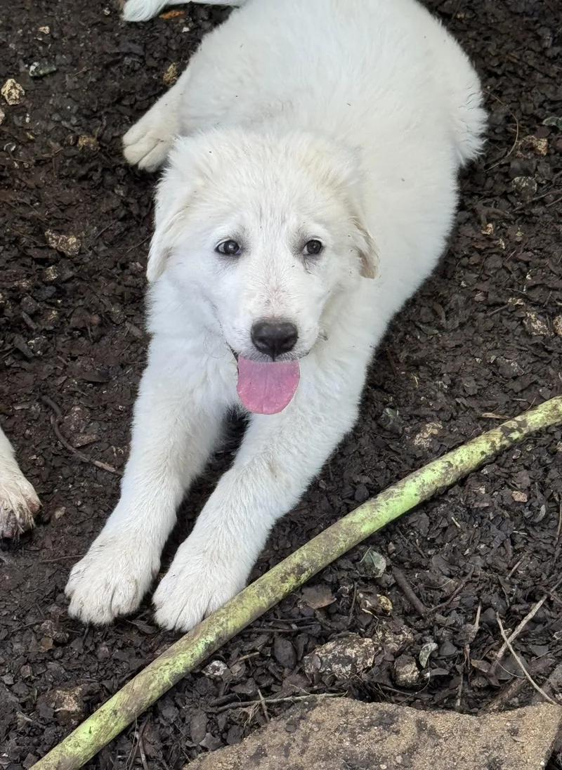A baby large-sized male White / Cream Great Pyrenees dog named Yeti for adoption in Boerne, TX
