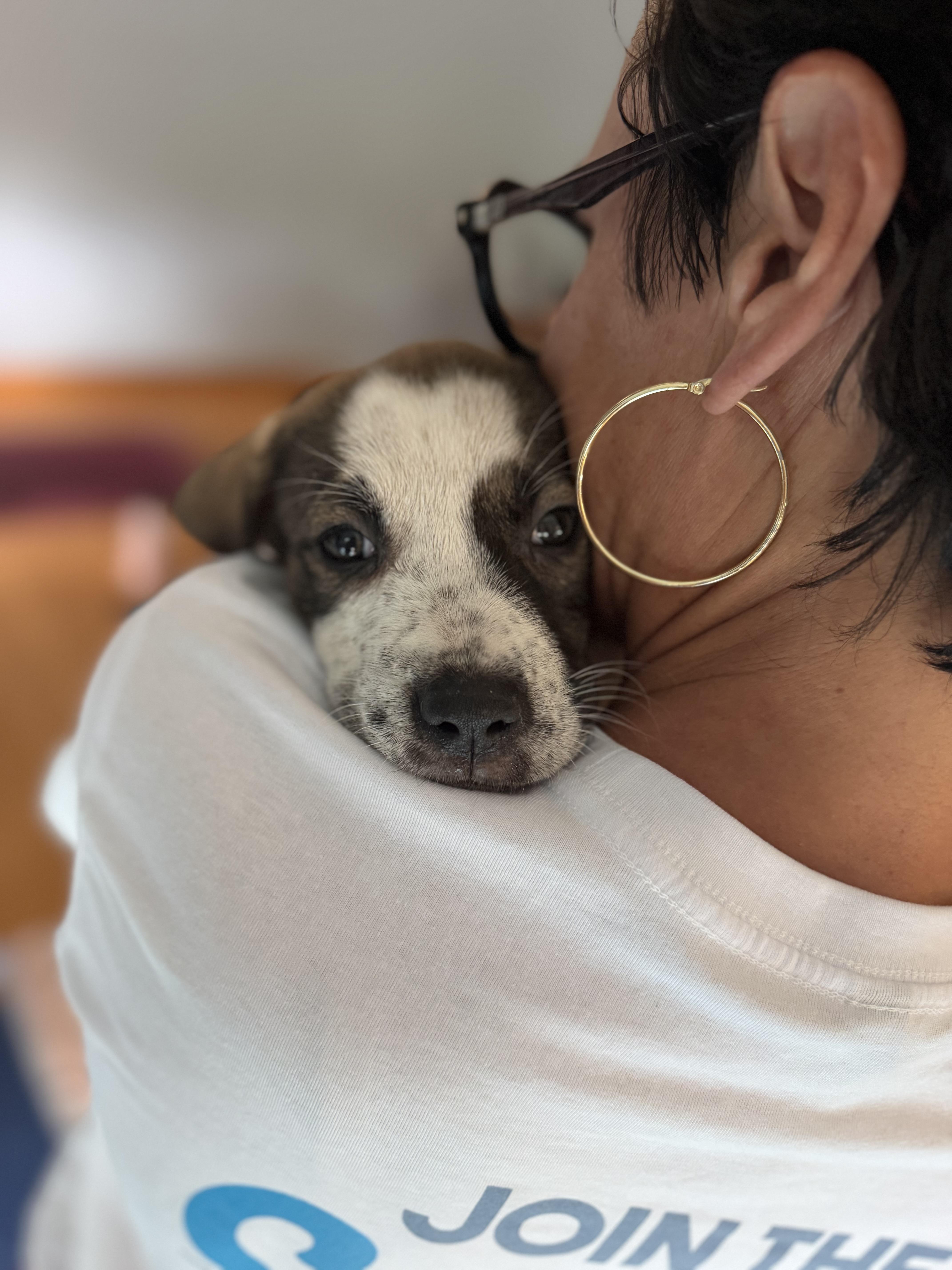 A baby large-sized female Labrador Retriever dog named Miss Susie for adoption in Pasadena, CA