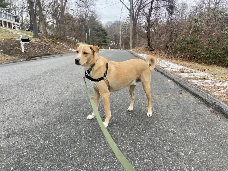 A young medium-sized male Retriever dog named Andy for adoption in Longview, TX