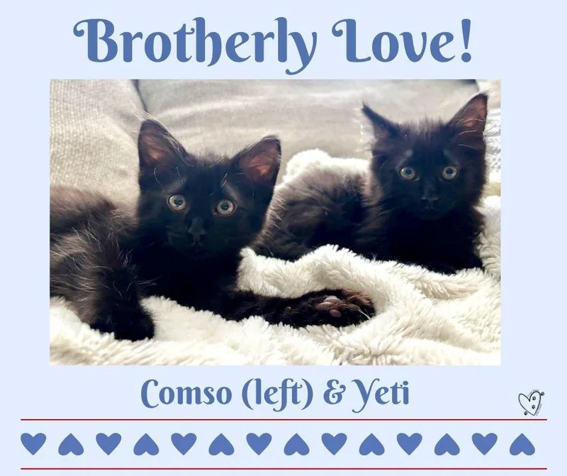 A baby medium-sized male Black Domestic Medium Hair cat named Yeti for adoption in Trophy Club, TX