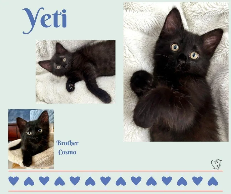 Yeti thumbnail 2