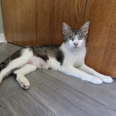 An adult medium-sized female Domestic Short Hair cat named Queen Pomeranian for adoption in Bentonville, AR
