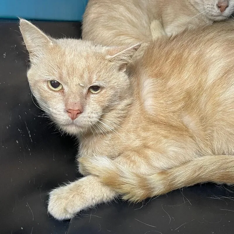 An adult medium-sized male Domestic Short Hair cat named Ellis for adoption in Roanoke, VA