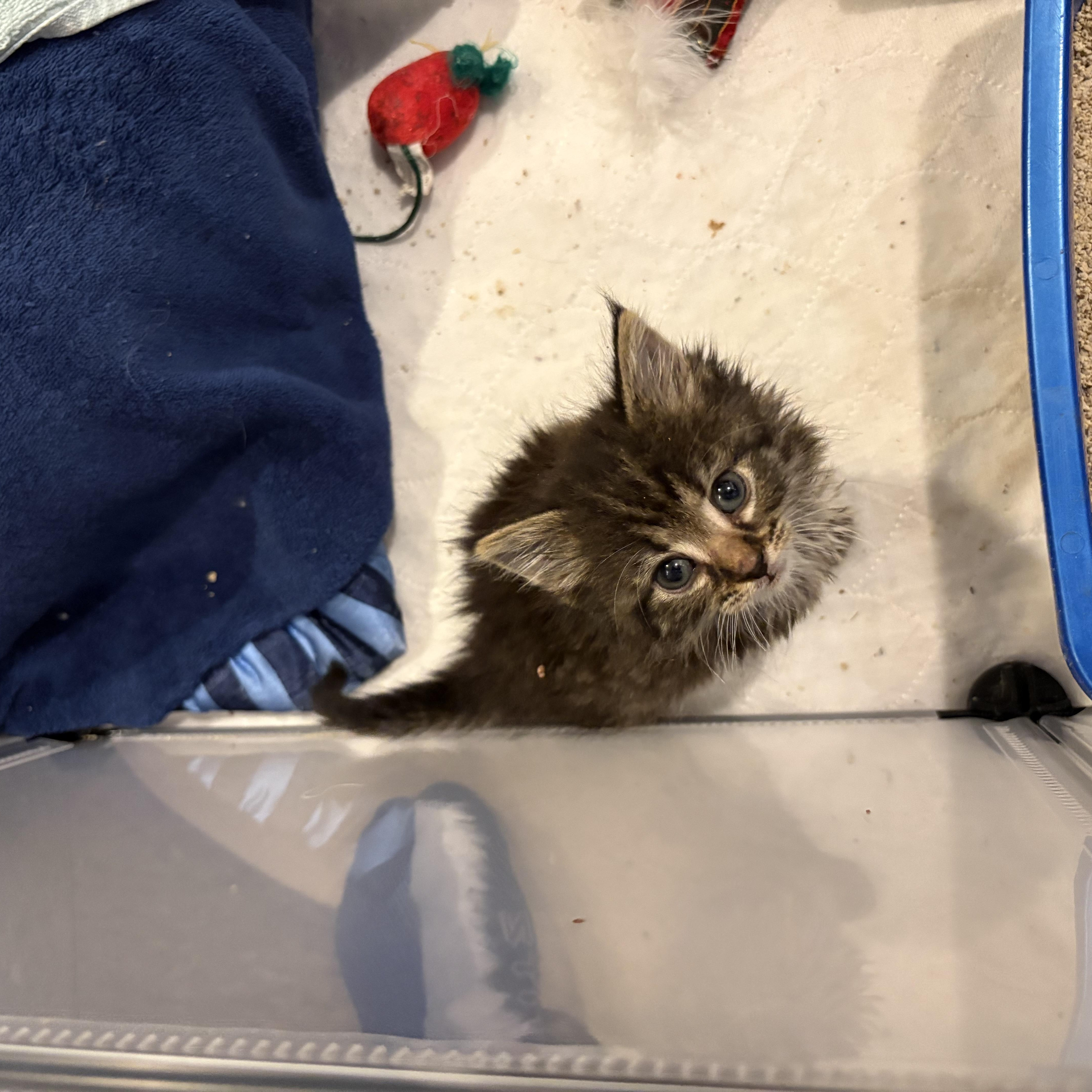A baby medium-sized male Domestic Long Hair cat named Thaddeus for adoption in Chesapeake Beach, MD