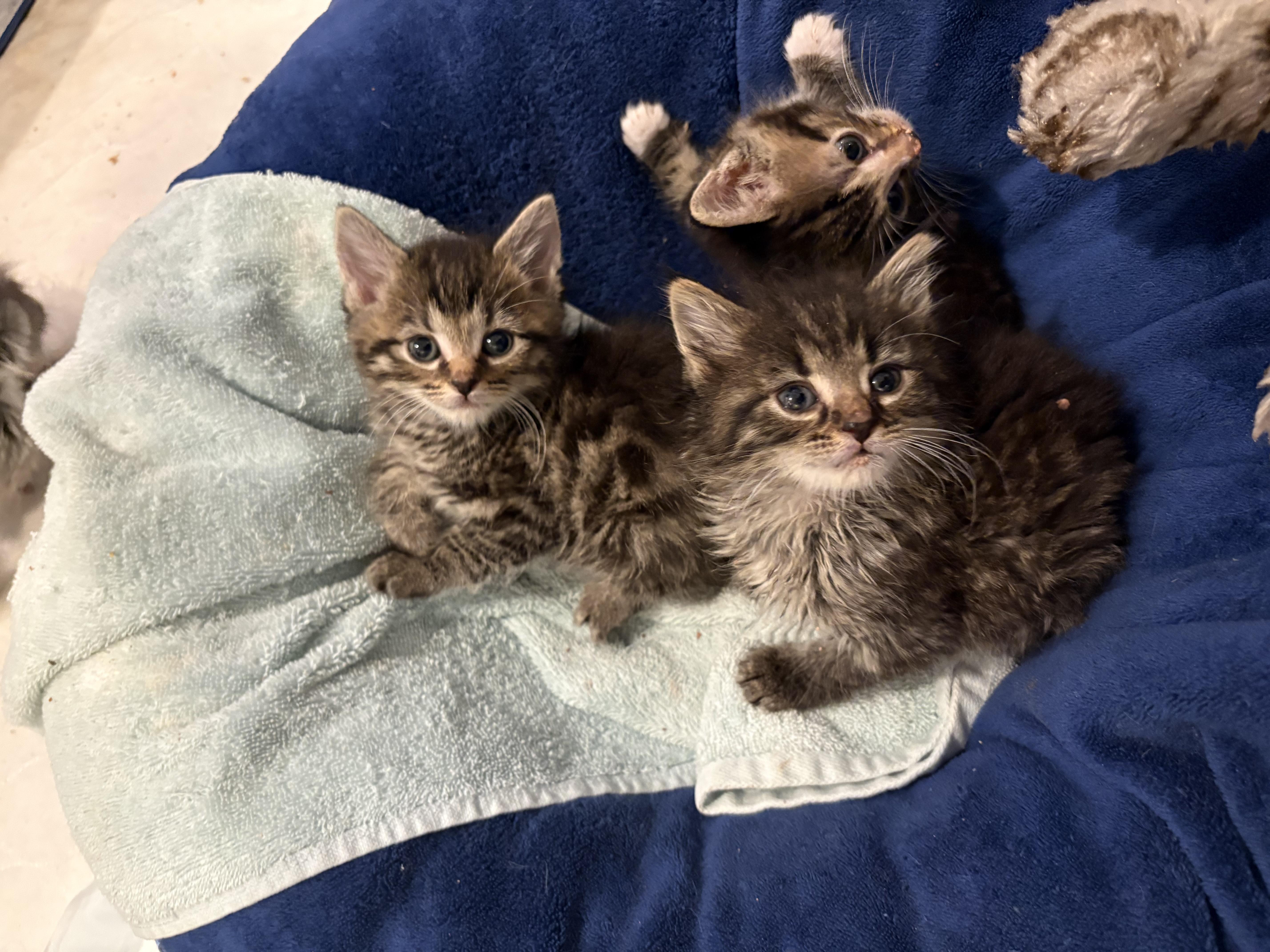 Thaddeus thumbnail 2