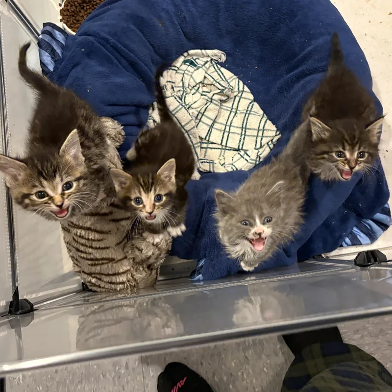 Thaddeus thumbnail 3