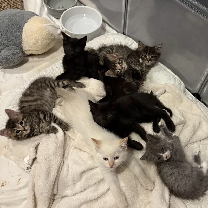 Thaddeus thumbnail 4