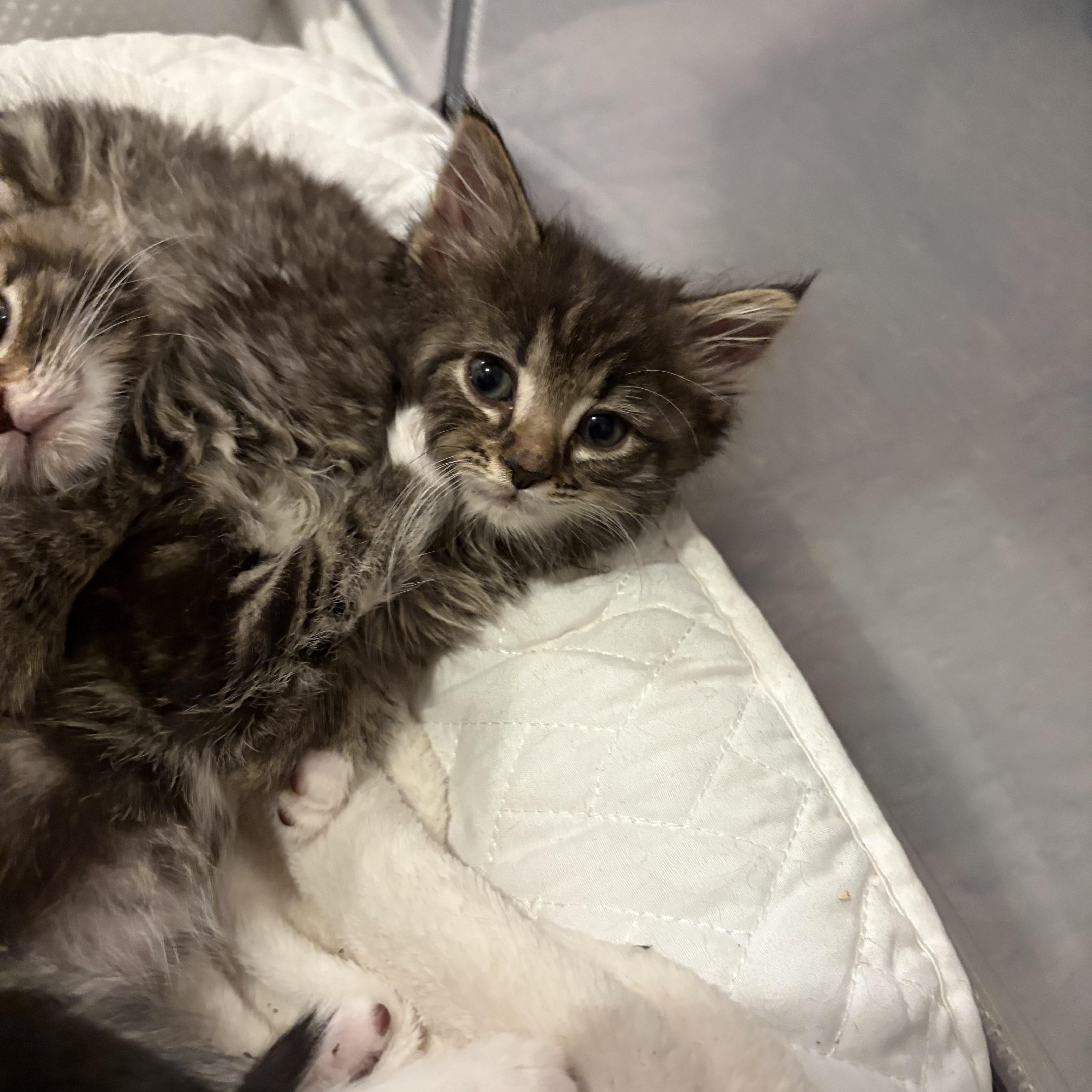 Thaddeus thumbnail 5